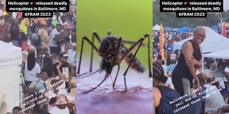 Baltimore Maryland festival attendees swatting mosquitoes with captions 'Helicopter released deadly mosquitoes in Baltimore, MD AFRAM 2023 Baltimore I can't believe yall did us dirty and released those bugs on us' (l) mosquito sucking blood in front of green background (c) Baltimore Maryland festival attendees swatting mosquitoes with captions 'Helicopter released deadly mosquitoes in Baltimore, MD AFRAM 2023 Baltimore I can't believe yall did us dirty and released those bugs on us' (r)